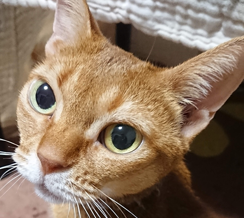 ふぅちゃん | こころみたす ペット思い出セレモニー