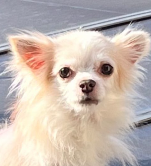 こころみたすペット思い出セレモニーにて葬儀したペットちゃん | チョコくん