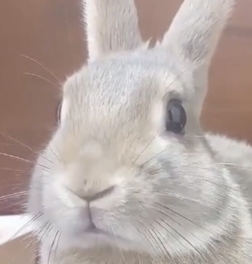 こころみたすペット思い出セレモニーにて葬儀したペットちゃん | きなこくん