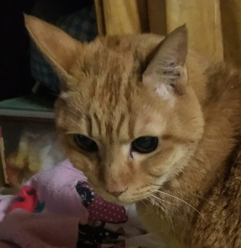 こころみたすペット思い出セレモニーにて葬儀したペットちゃん | 殿くん