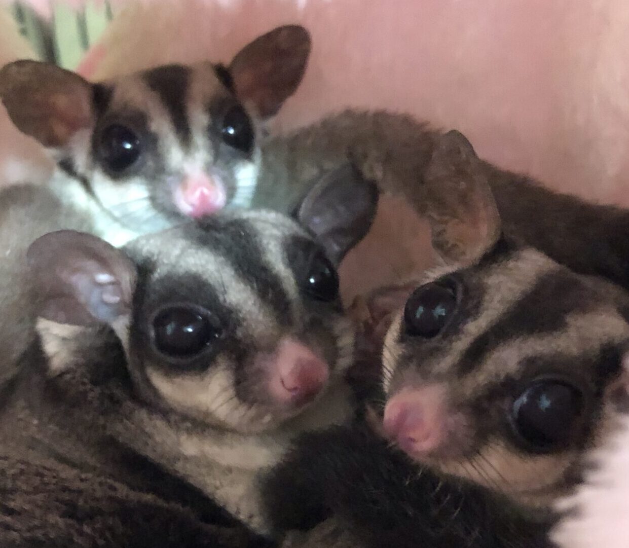 こころみたすペット思い出セレモニーにて葬儀したペットちゃん | せんちゃん