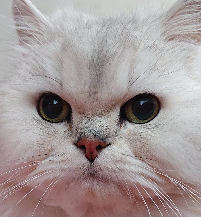 こころみたすペット思い出セレモニーにて葬儀したペットちゃん | ジジくん