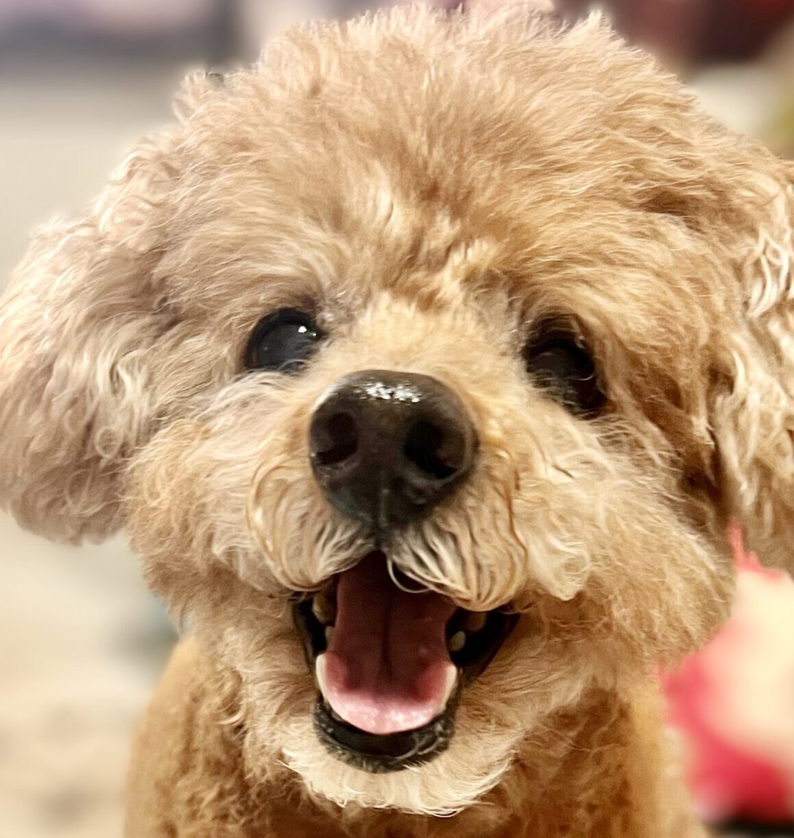 こころみたすペット思い出セレモニーにて葬儀したペットちゃん | ちょこちゃん