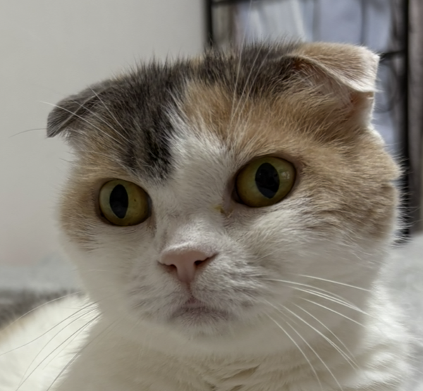 こころみたすペット思い出セレモニーにて葬儀したペットちゃん | キャンディちゃん