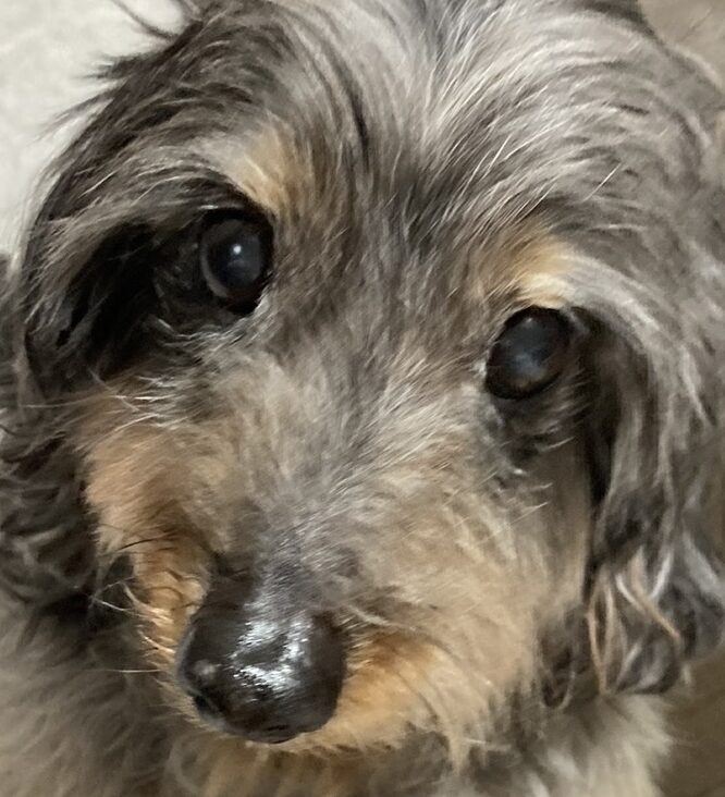 こころみたすペット思い出セレモニーにて葬儀したペットちゃん | ロッソくん