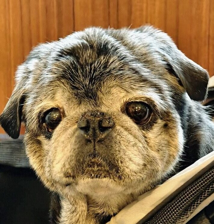 こころみたすペット思い出セレモニーにて葬儀したペットちゃん | 小太郎くん