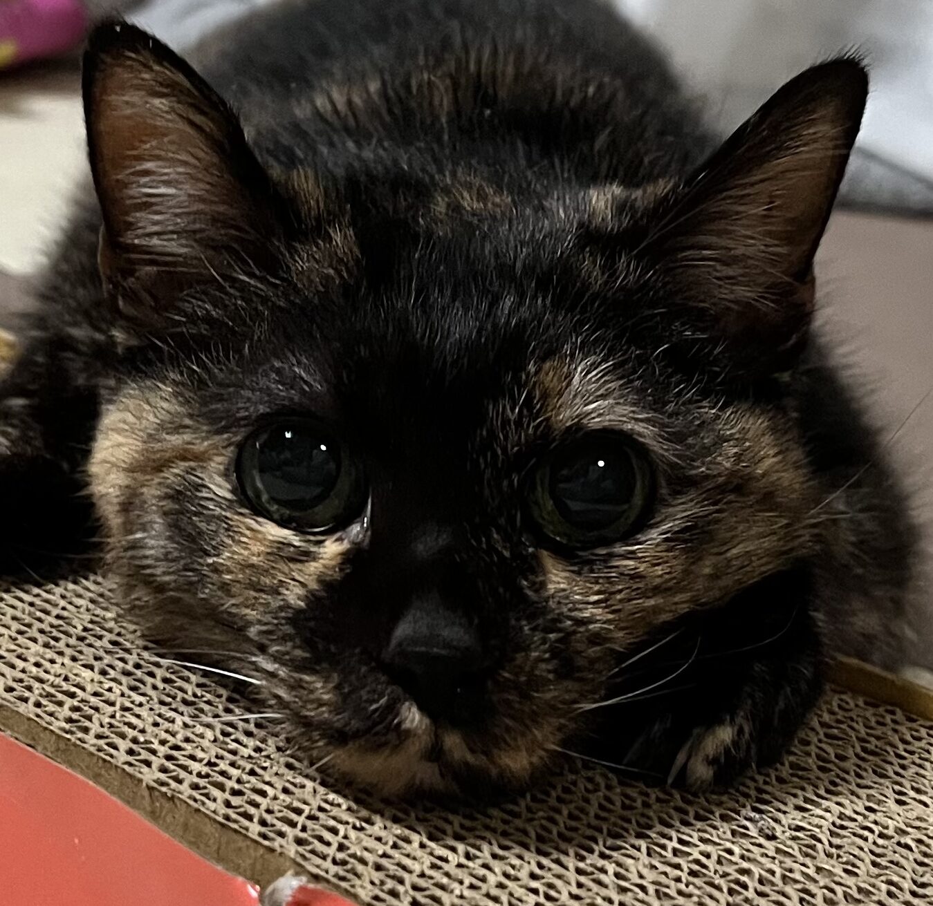 こころみたすペット思い出セレモニーにて葬儀したペットちゃん | トラちゃん