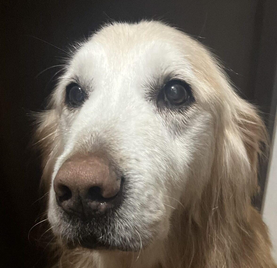 こころみたすペット思い出セレモニーにて葬儀したペットちゃん | レオくん