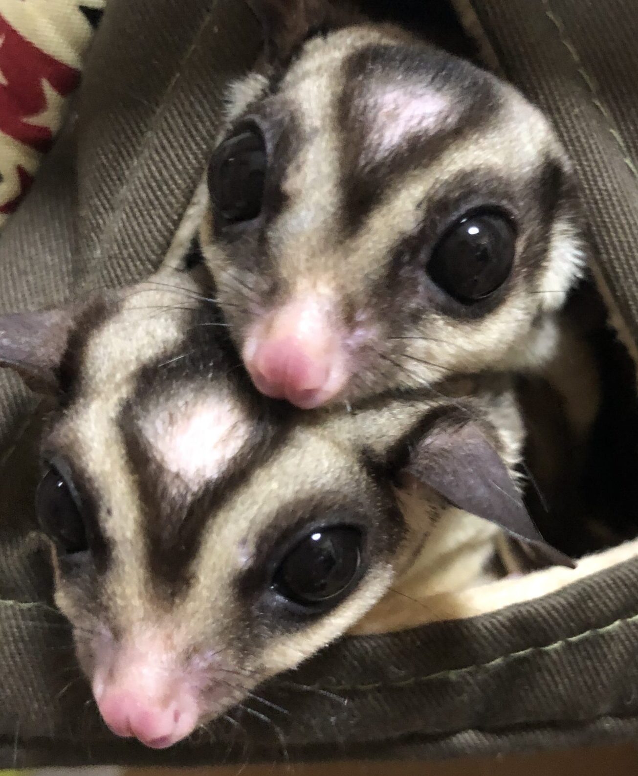 こころみたすペット思い出セレモニーにて葬儀したペットちゃん | ハクくん