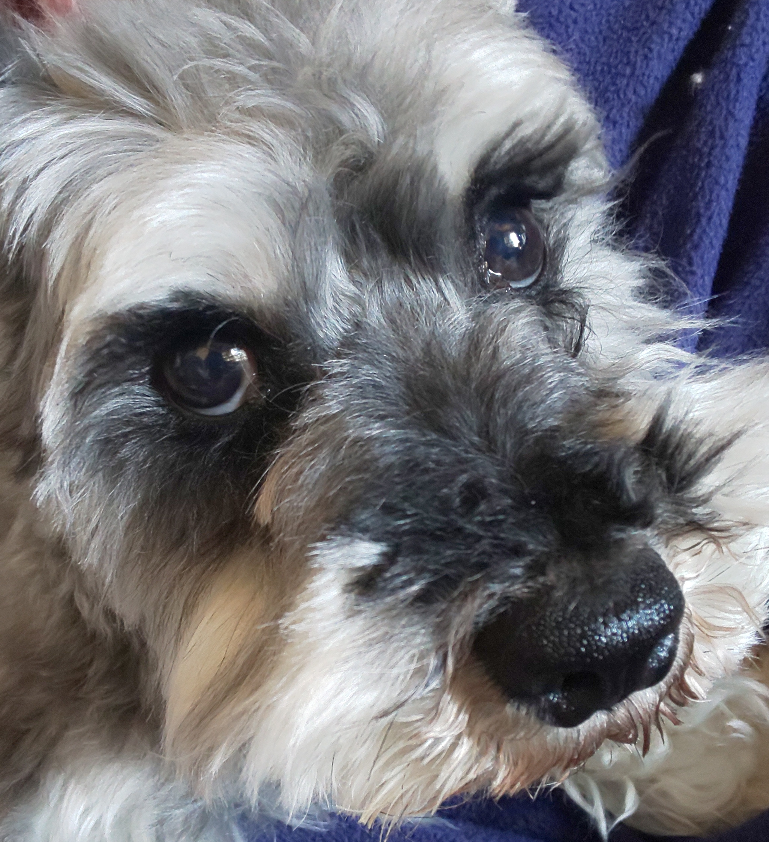 こころみたすペット思い出セレモニーにて葬儀したペットちゃん | アルトくん