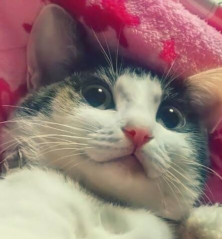 こころみたすペット思い出セレモニーにて葬儀したペットちゃん | みゅうちゃん