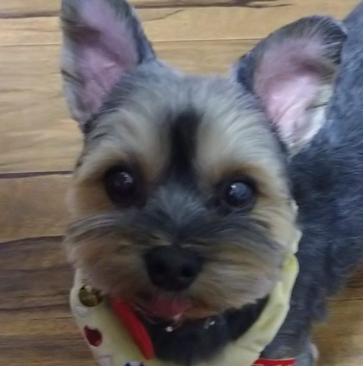 ボクくん | こころみたす ペット思い出セレモニー