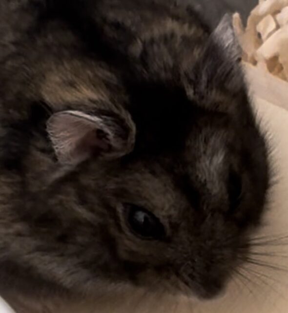 こころみたすペット思い出セレモニーにて葬儀したペットちゃん | ロンロンくん