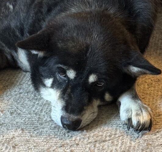 チョコくん | こころみたす ペット思い出セレモニー