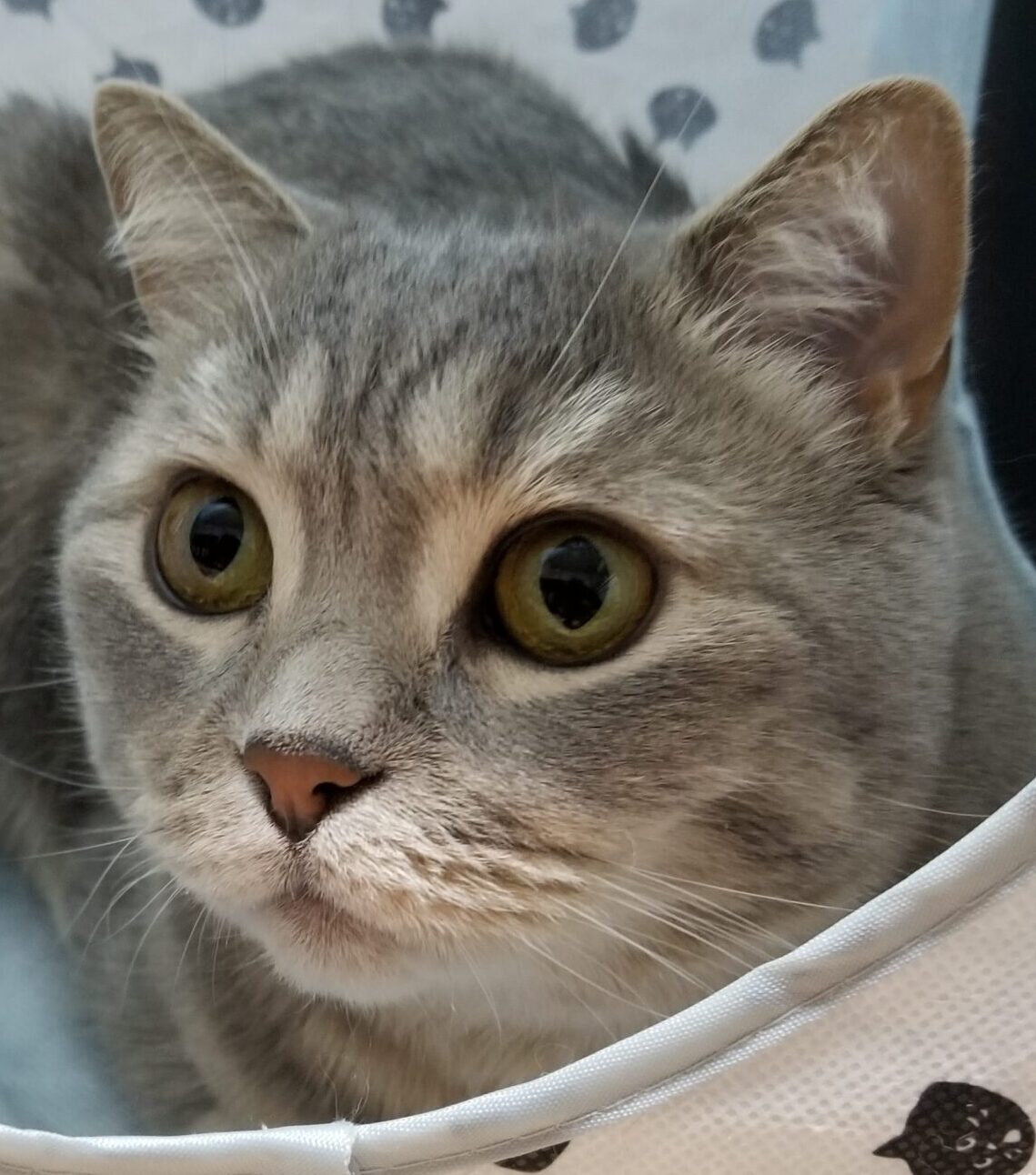 こころみたすペット思い出セレモニーにて葬儀したペットちゃん | わんくん