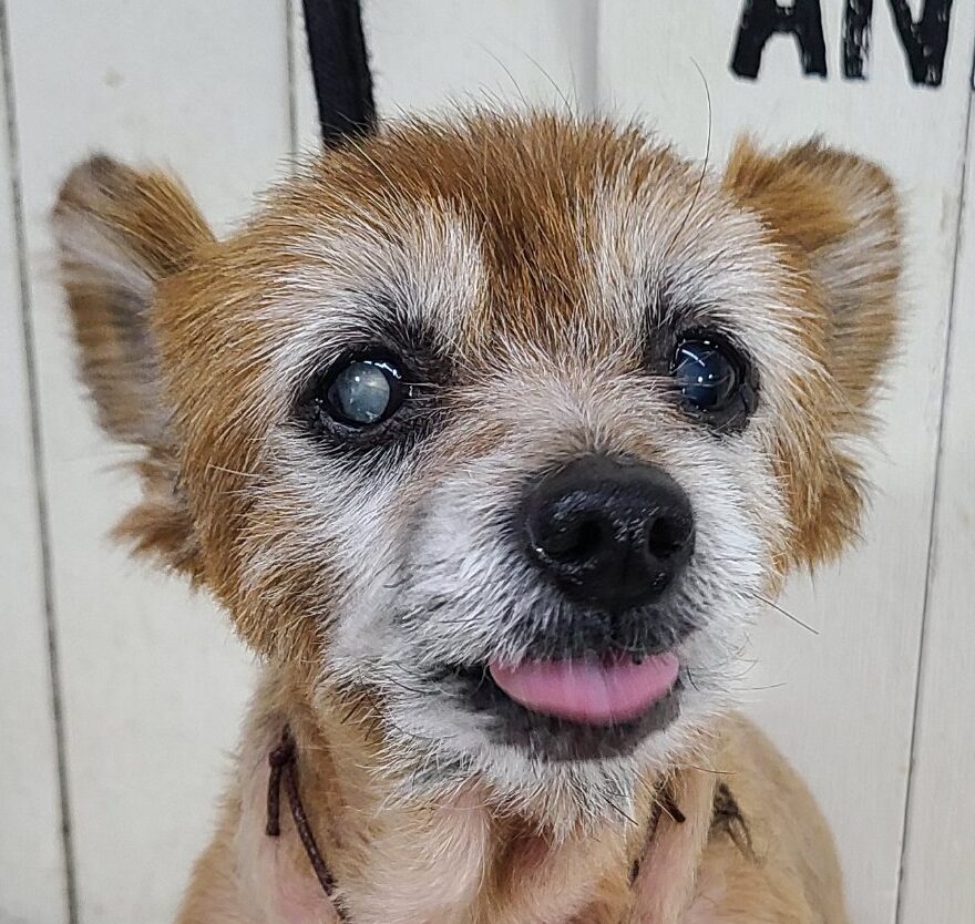 ハルちゃん | こころみたす ペット思い出セレモニー