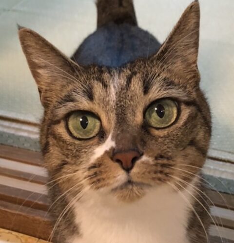 みゃーちゃん | こころみたす ペット思い出セレモニー