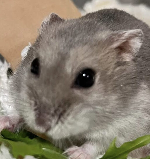 こころみたすペット思い出セレモニーにて葬儀したペットちゃん | ちょこぷりんちゃん