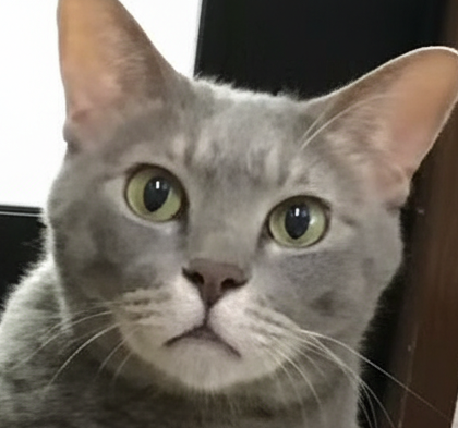 こころみたすペット思い出セレモニーにて葬儀したペットちゃん | リクくん