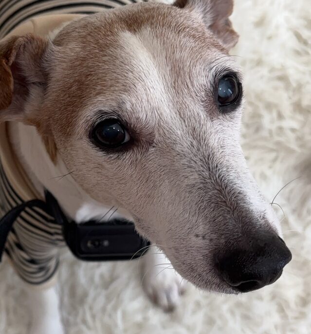 こころみたすペット思い出セレモニーにて葬儀したペットちゃん | アールくん