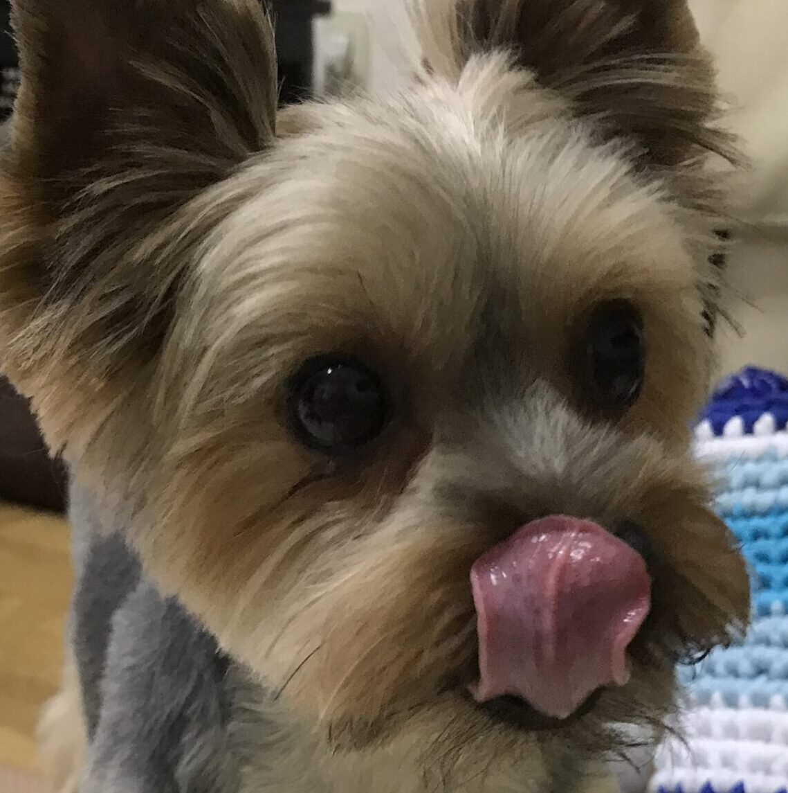 ヒメちゃん | こころみたす ペット思い出セレモニー