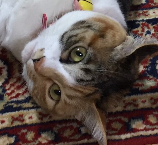 水無月ちゃん | こころみたす ペット思い出セレモニー