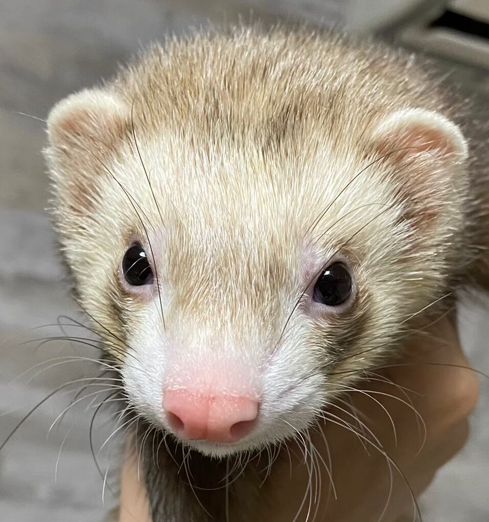 こころみたすペット思い出セレモニーにて葬儀したペットちゃん | シナモンくん