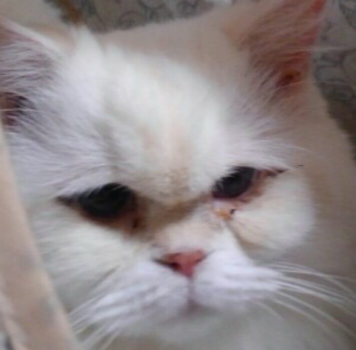 こころみたすペット思い出セレモニーにて葬儀したペットちゃん | みるくちゃん