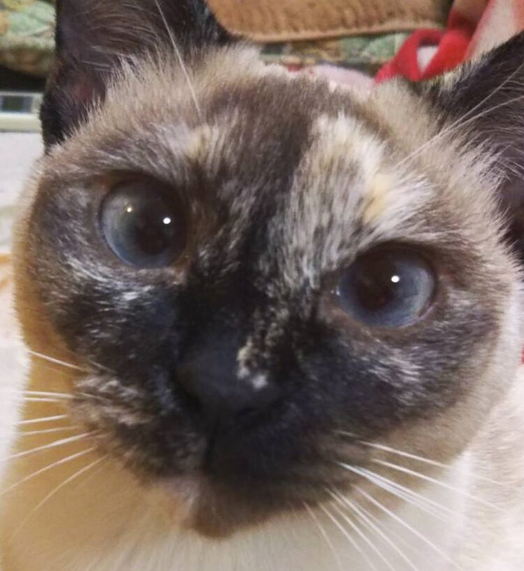 もかちゃん | こころみたす ペット思い出セレモニー