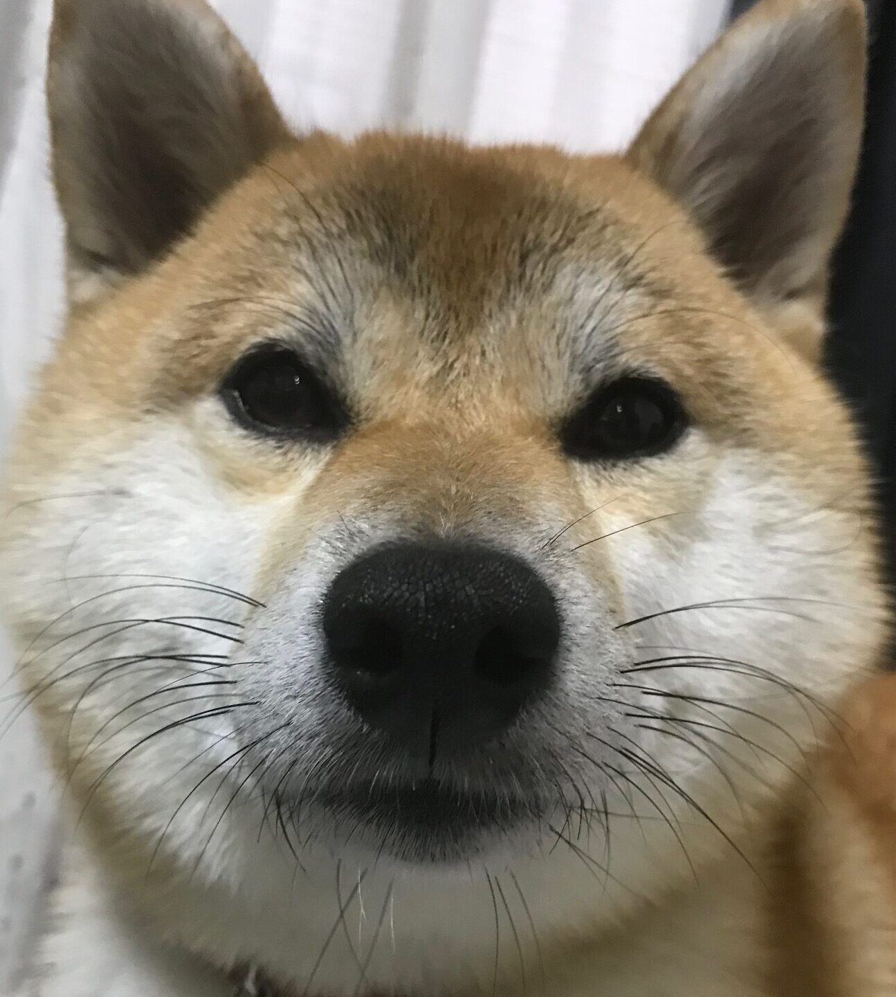 こころみたすペット思い出セレモニーにて葬儀したペットちゃん | あずきちゃん