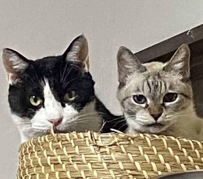 パックくん | こころみたす ペット思い出セレモニー