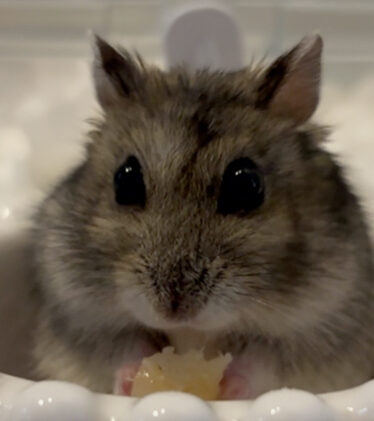 こころみたすペット思い出セレモニーにて葬儀したペットちゃん | ペロくん