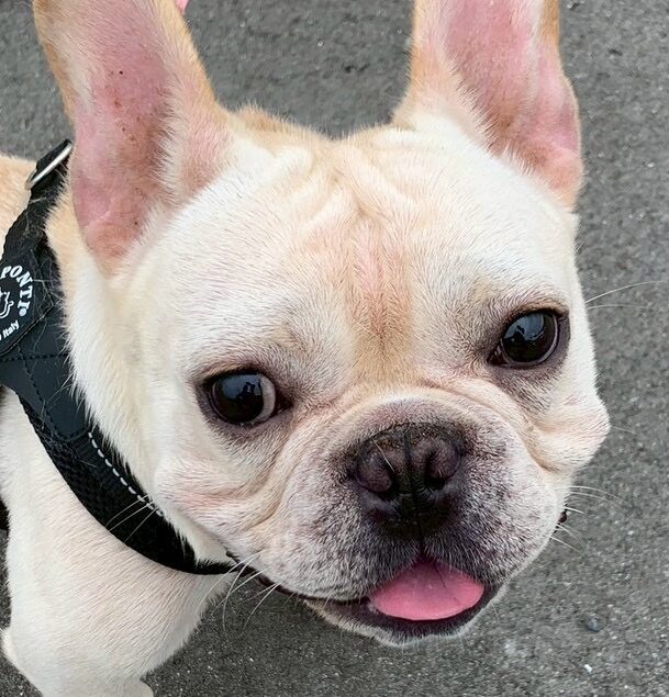 こころみたすペット思い出セレモニーにて葬儀したペットちゃん | 王馬くん