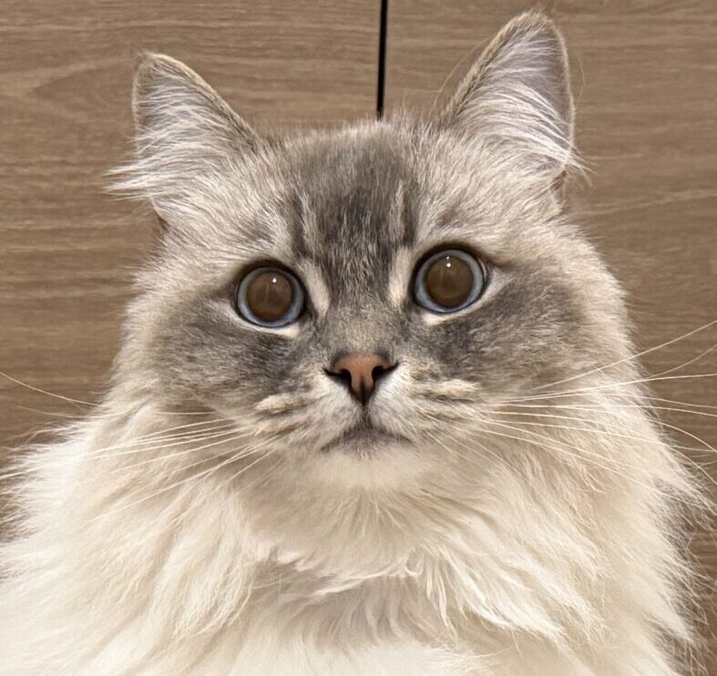 おもちくん | こころみたす ペット思い出セレモニー