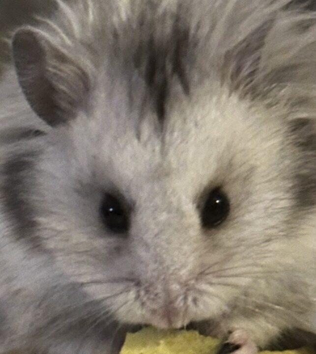 こころみたすペット思い出セレモニーにて葬儀したペットちゃん | おとくん