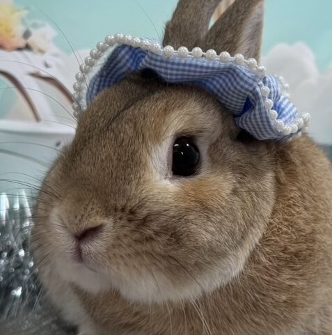 こころみたすペット思い出セレモニーにて葬儀したペットちゃん | ラテくん