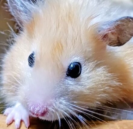 礼音ちゃん | こころみたす ペット思い出セレモニー