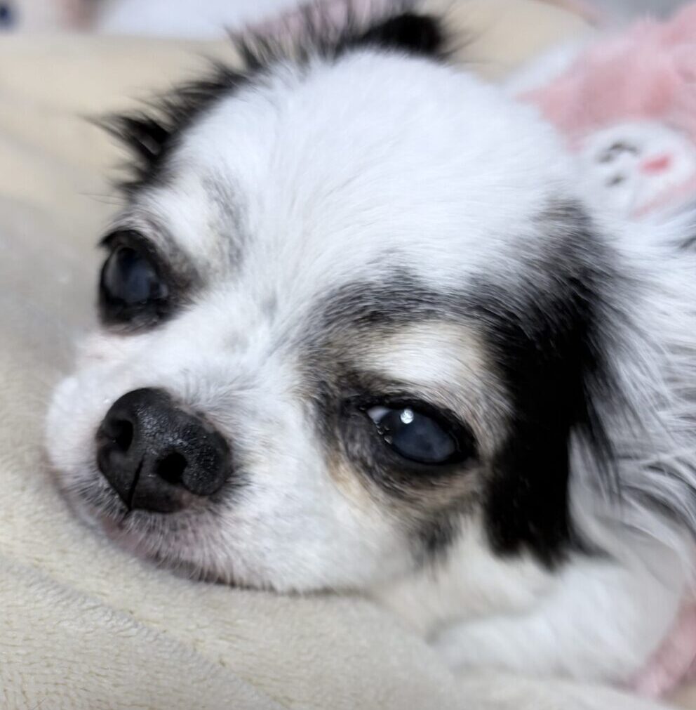 ミルクちゃん | こころみたす ペット思い出セレモニー