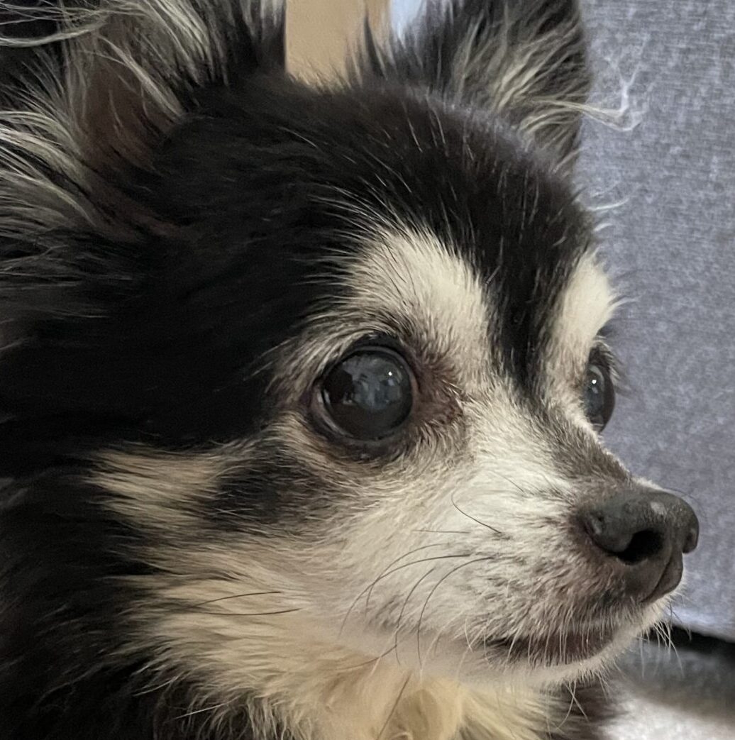 こころみたすペット思い出セレモニーにて葬儀したペットちゃん | モカくん