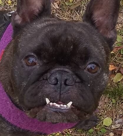 こころみたすペット思い出セレモニーにて葬儀したペットちゃん | ジャックくん