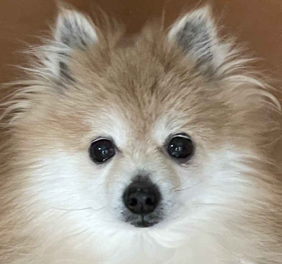 こころみたすペット思い出セレモニーにて葬儀したペットちゃん | デニーちゃん