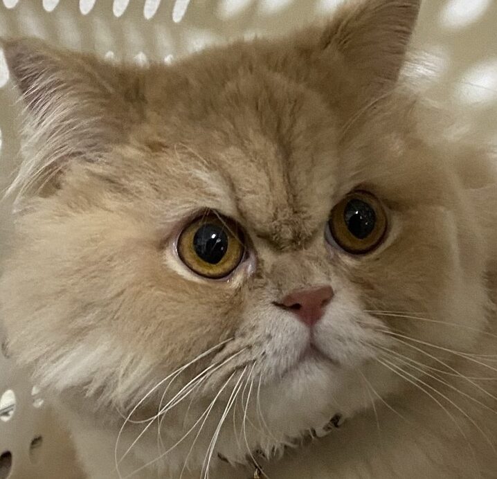 こころみたすペット思い出セレモニーにて葬儀したペットちゃん | レアくん