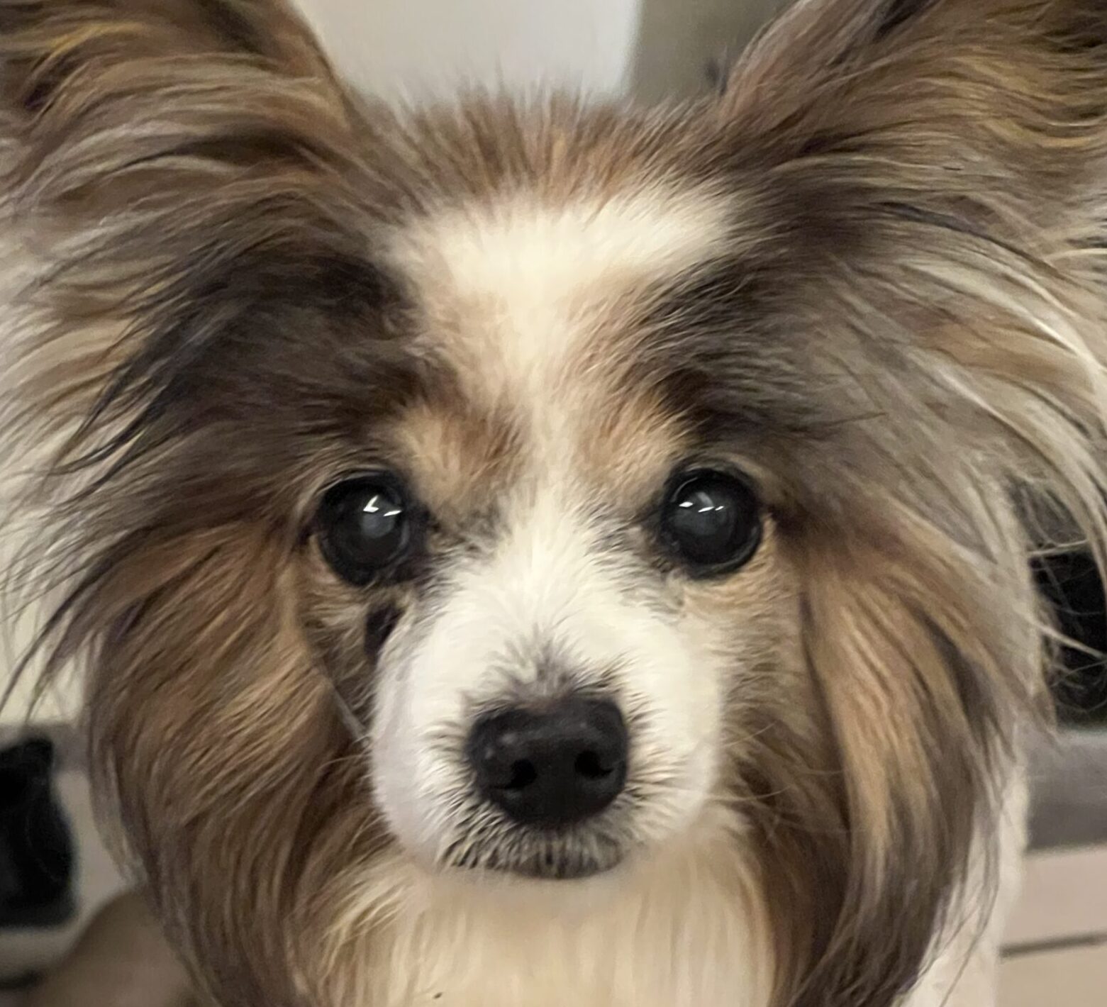 こころみたすペット思い出セレモニーにて葬儀したペットちゃん | ハッピーちゃん