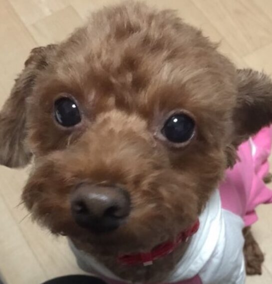 ハナちゃん | こころみたす ペット思い出セレモニー