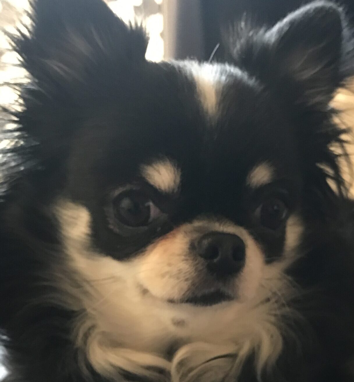 こころみたすペット思い出セレモニーにて葬儀したペットちゃん | イヴちゃん