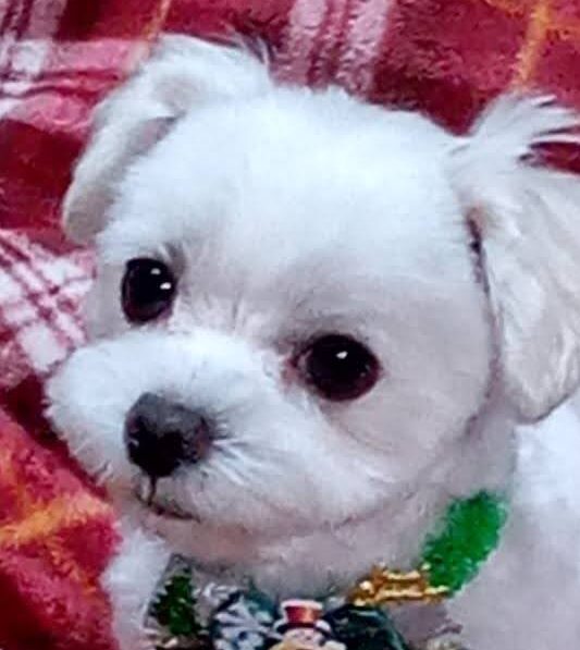 こころみたすペット思い出セレモニーにて葬儀したペットちゃん | ココくん