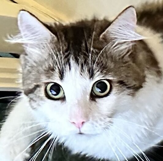 Aileくん | こころみたす ペット思い出セレモニー