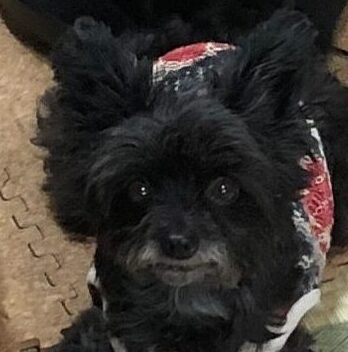 こころみたすペット思い出セレモニーにて葬儀したペットちゃん | 小梅ちゃん