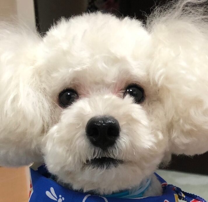 こころみたすペット思い出セレモニーにて葬儀したペットちゃん | レオンくん