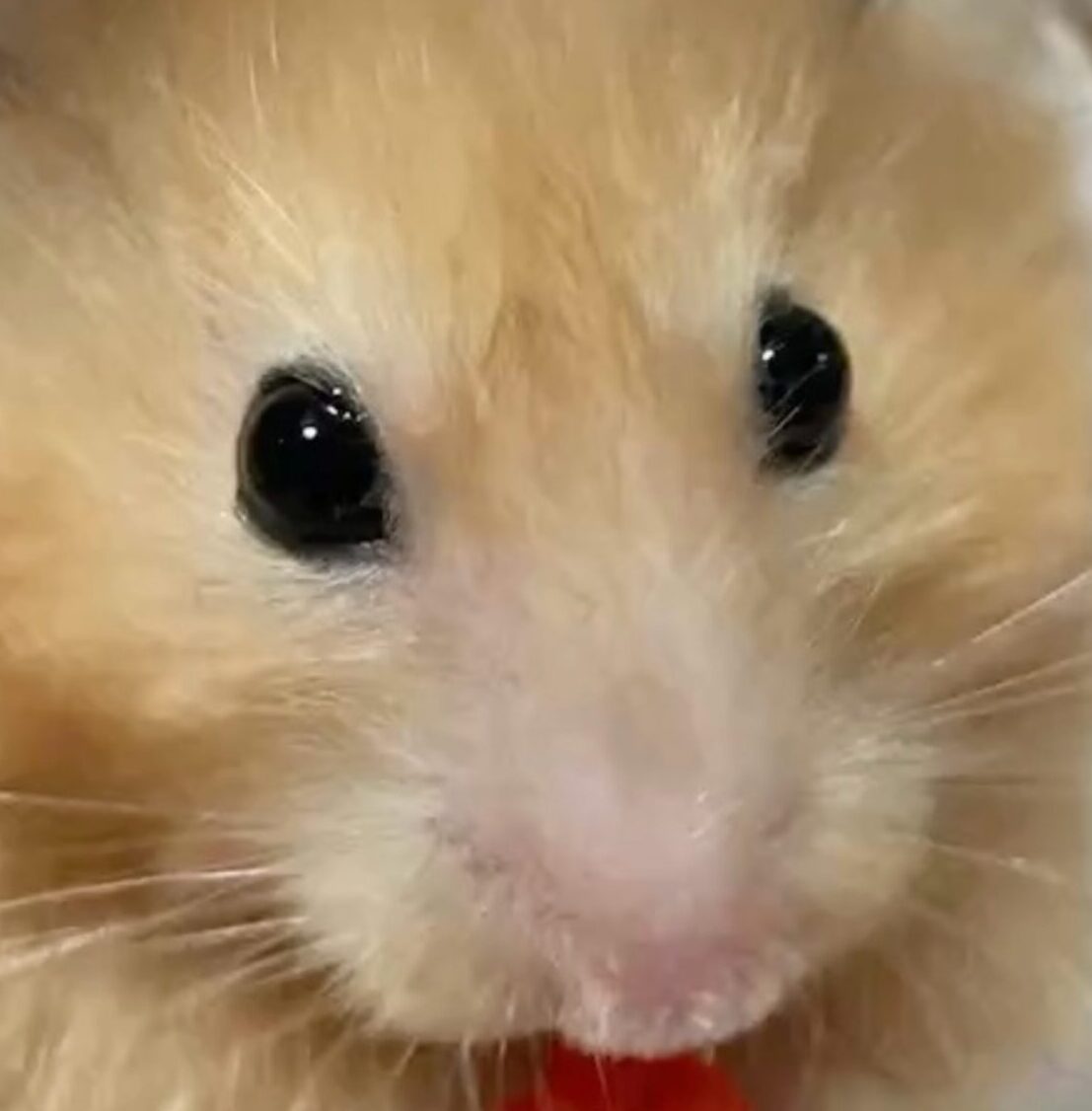 こころみたすペット思い出セレモニーにて葬儀したペットちゃん | ぷりんちゃん